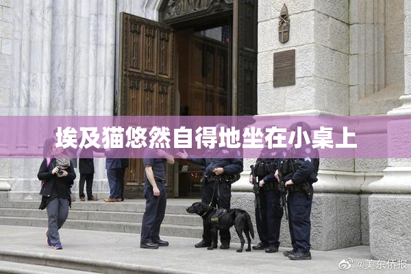 埃及猫悠然自得地坐在小桌上