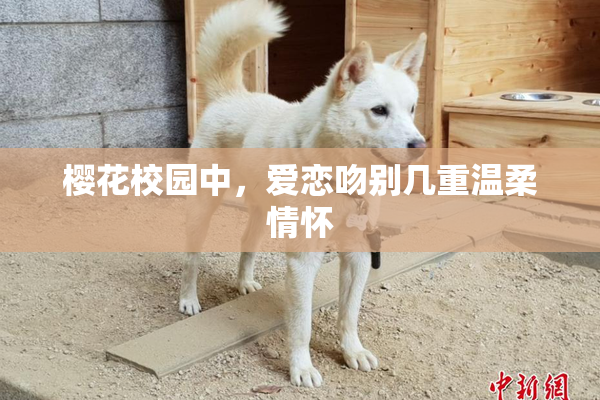 樱花校园中，爱恋吻别几重温柔情怀