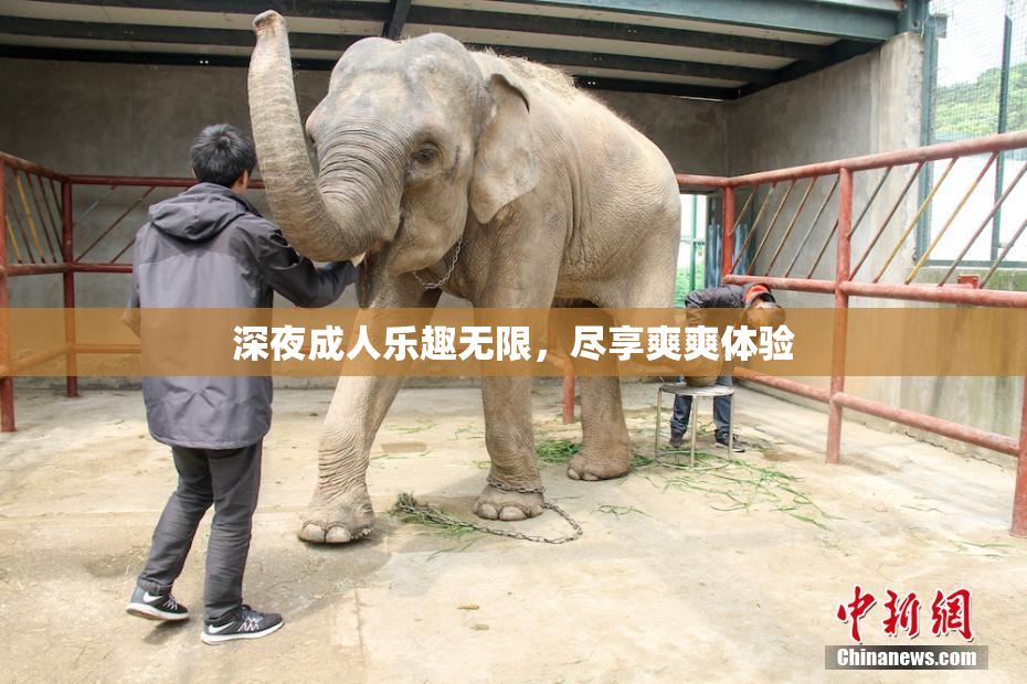 深夜成人乐趣无限，尽享爽爽体验