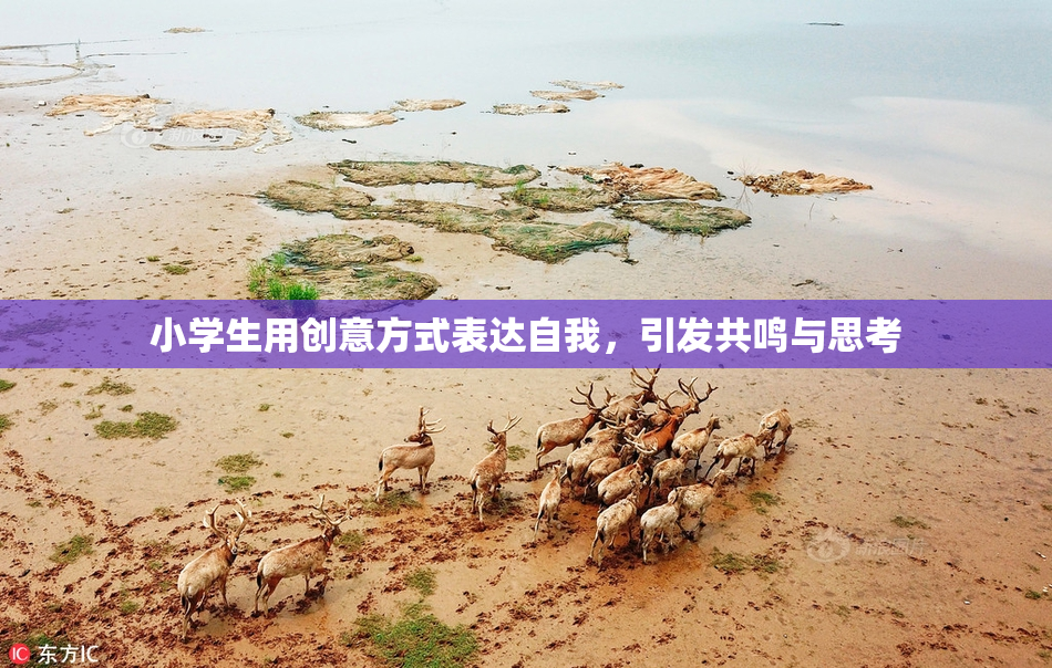 小学生用创意方式表达自我，引发共鸣与思考