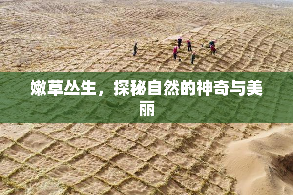 嫩草丛生，探秘自然的神奇与美丽