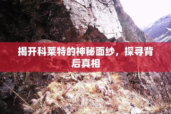 揭开科莱特的神秘面纱，探寻背后真相