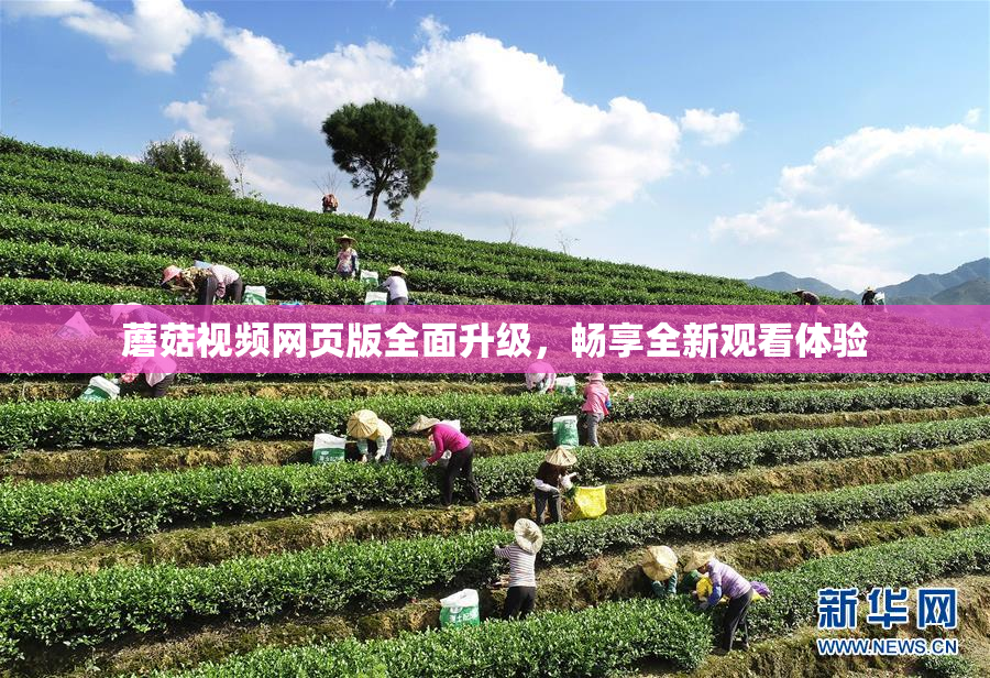蘑菇视频网页版全面升级，畅享全新观看体验