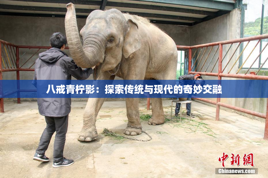八戒青柠影：探索传统与现代的奇妙交融