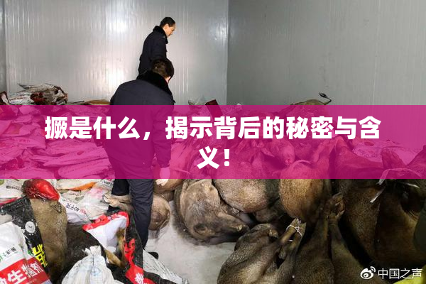 撅是什么，揭示背后的秘密与含义！