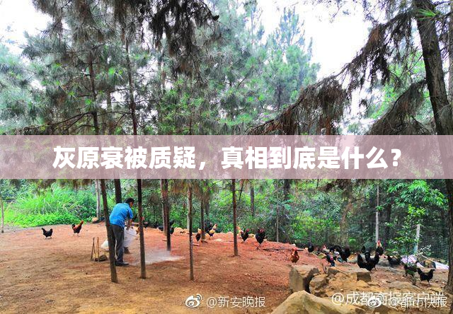 灰原衰被质疑，真相到底是什么？