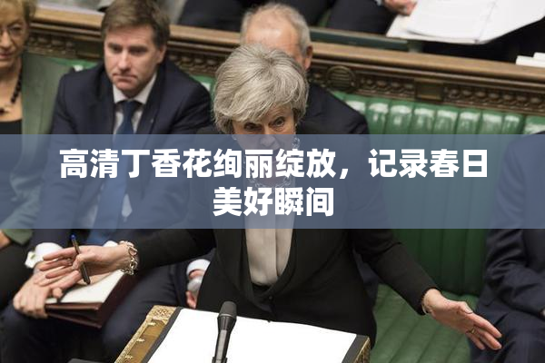 高清丁香花绚丽绽放，记录春日美好瞬间