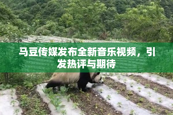 马豆传媒发布全新音乐视频，引发热评与期待