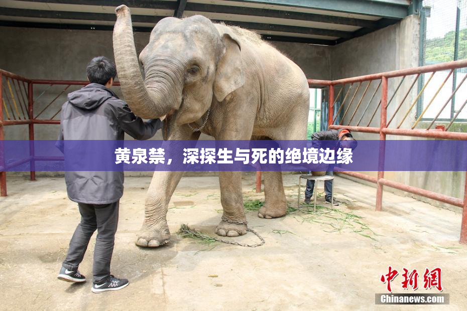 黄泉禁，深探生与死的绝境边缘