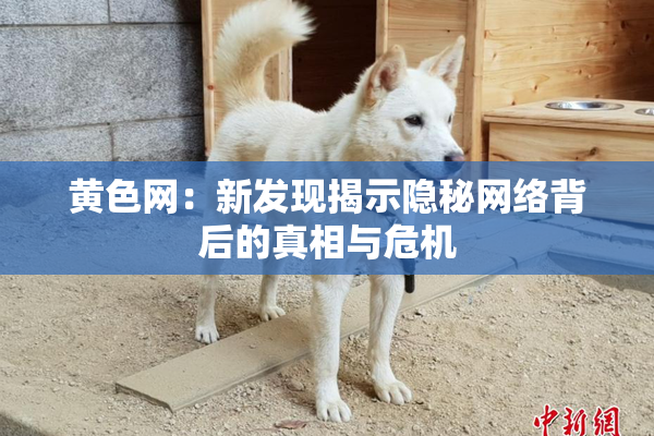 黄色网：新发现揭示隐秘网络背后的真相与危机