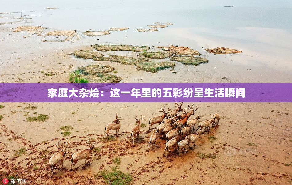 家庭大杂烩：这一年里的五彩纷呈生活瞬间
