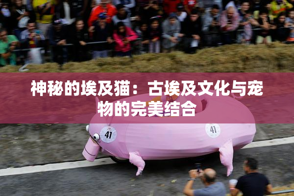 神秘的埃及猫：古埃及文化与宠物的完美结合
