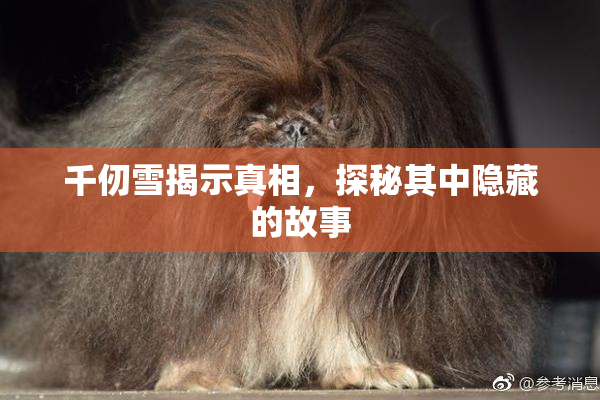 千仞雪揭示真相，探秘其中隐藏的故事