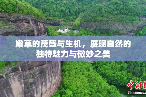 嫩草的茂盛与生机，展现自然的独特魅力与微妙之美