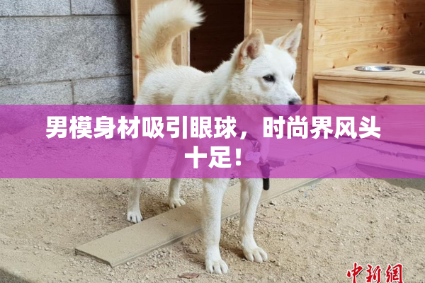 男模身材吸引眼球，时尚界风头十足！