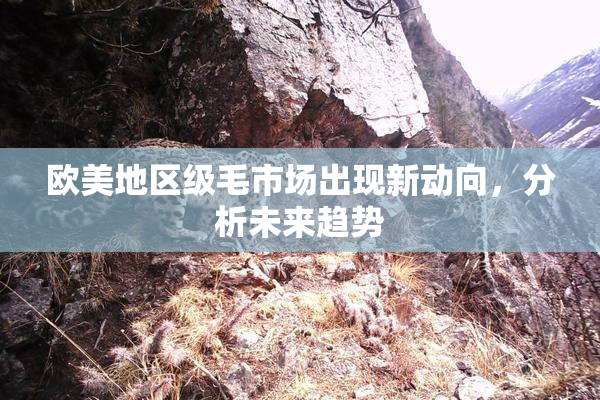 欧美地区级毛市场出现新动向，分析未来趋势
