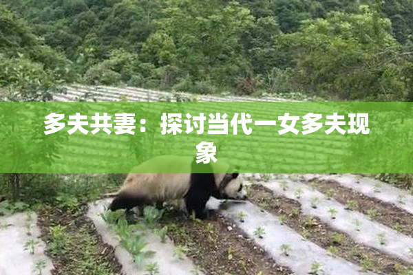 多夫共妻：探讨当代一女多夫现象