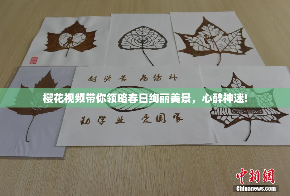 樱花视频带你领略春日绚丽美景，心醉神迷!