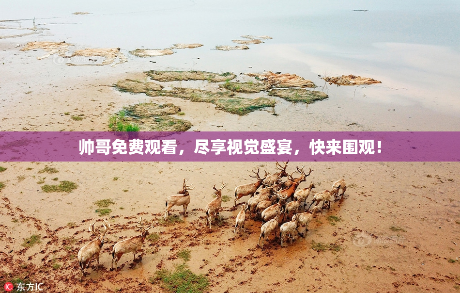 帅哥免费观看，尽享视觉盛宴，快来围观！