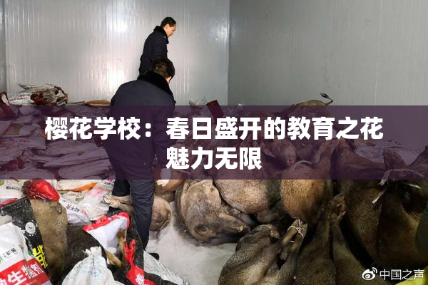 樱花学校：春日盛开的教育之花魅力无限