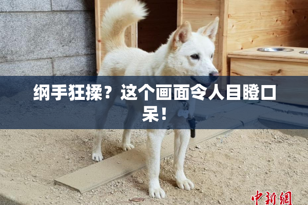 纲手狂揉？这个画面令人目瞪口呆！