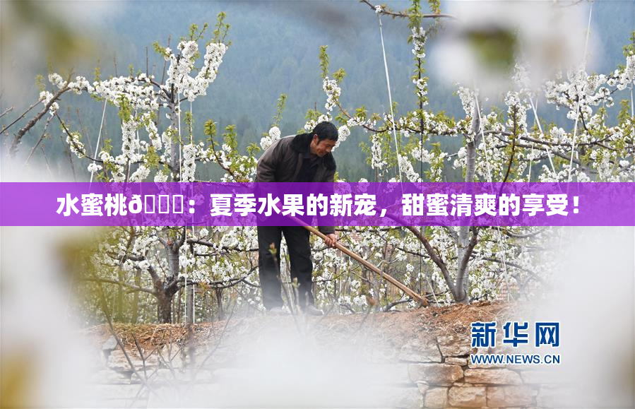 水蜜桃🍑：夏季水果的新宠，甜蜜清爽的享受！