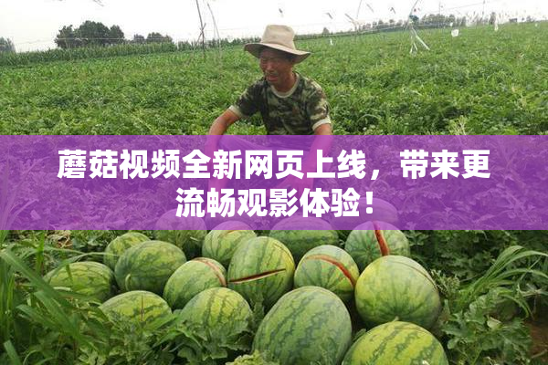 蘑菇视频全新网页上线，带来更流畅观影体验！