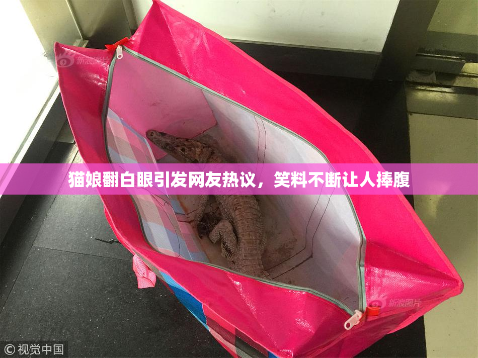 猫娘翻白眼引发网友热议，笑料不断让人捧腹