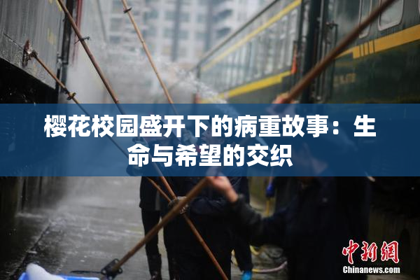 樱花校园盛开下的病重故事：生命与希望的交织