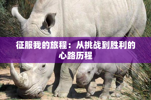 征服我的旅程：从挑战到胜利的心路历程