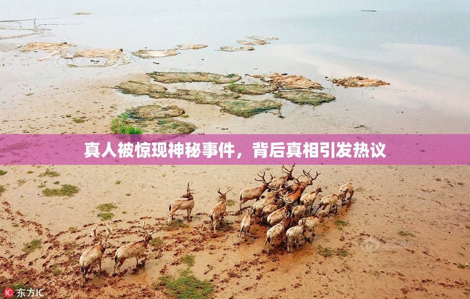 真人被惊现神秘事件，背后真相引发热议