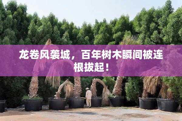 龙卷风袭城，百年树木瞬间被连根拔起！