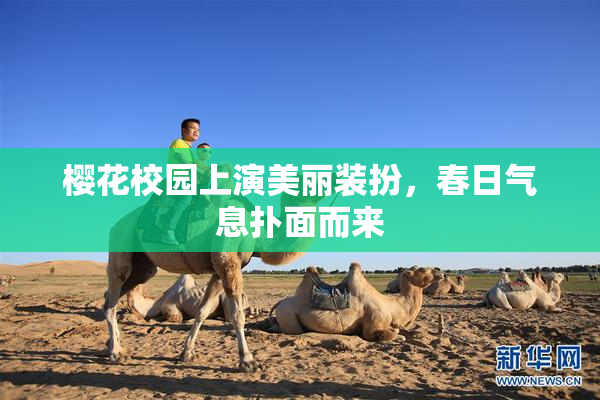 樱花校园上演美丽装扮，春日气息扑面而来