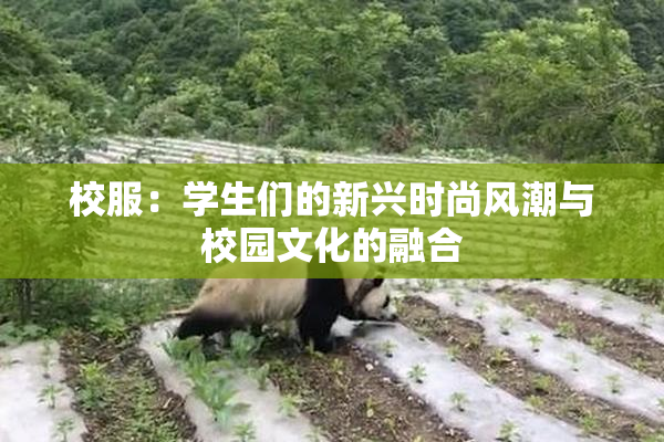 校服：学生们的新兴时尚风潮与校园文化的融合