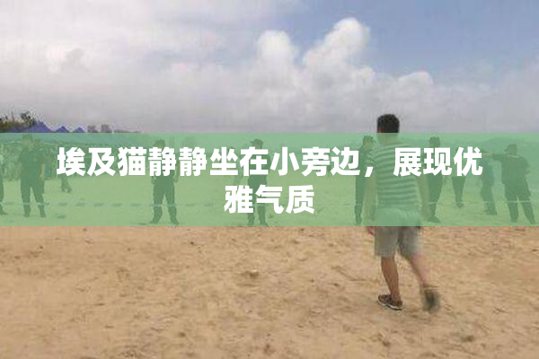 埃及猫静静坐在小旁边，展现优雅气质