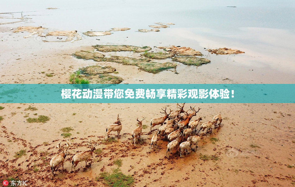樱花动漫带您免费畅享精彩观影体验！