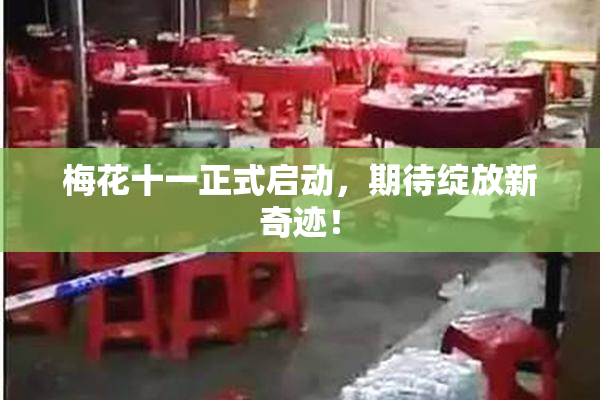 梅花十一正式启动，期待绽放新奇迹！