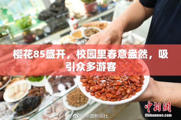 樱花85盛开，校园里春意盎然，吸引众多游客