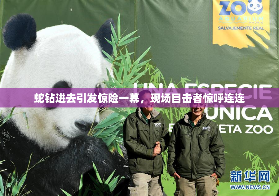 蛇钻进去引发惊险一幕，现场目击者惊呼连连