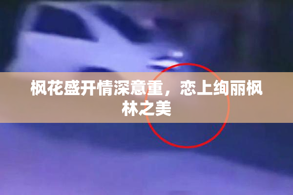 枫花盛开情深意重，恋上绚丽枫林之美