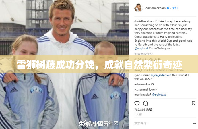 雷狮树藤成功分娩，成就自然繁衍奇迹
