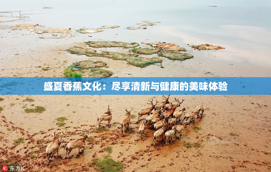 盛夏香蕉文化：尽享清新与健康的美味体验