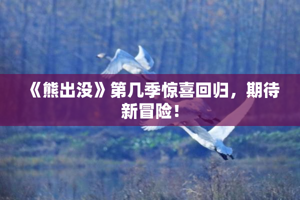 《熊出没》第几季惊喜回归，期待新冒险！