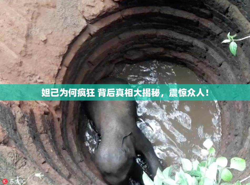 妲己为何疯狂 背后真相大揭秘，震惊众人！
