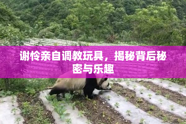 谢怜亲自调教玩具，揭秘背后秘密与乐趣
