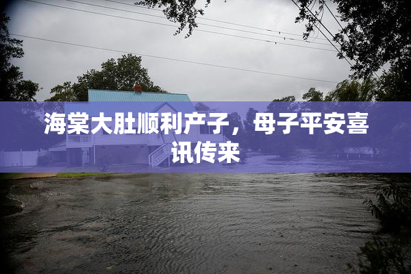 海棠大肚顺利产子，母子平安喜讯传来