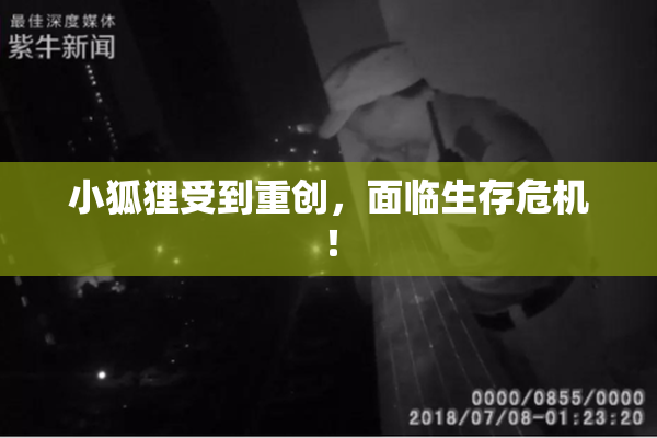 小狐狸受到重创，面临生存危机！