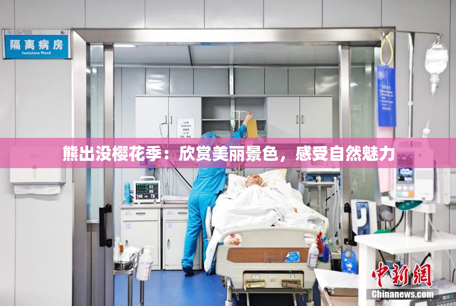 熊出没樱花季：欣赏美丽景色，感受自然魅力