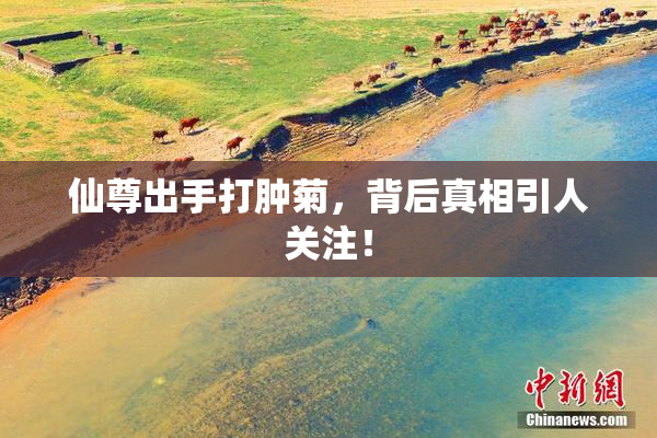 仙尊出手打肿菊，背后真相引人关注！
