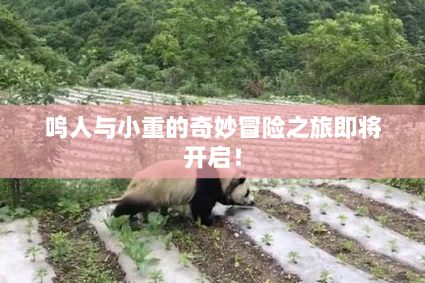 鸣人与小重的奇妙冒险之旅即将开启！